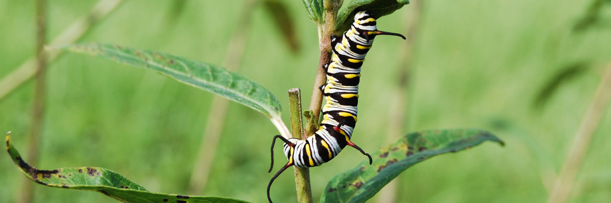 Queen caterpillar